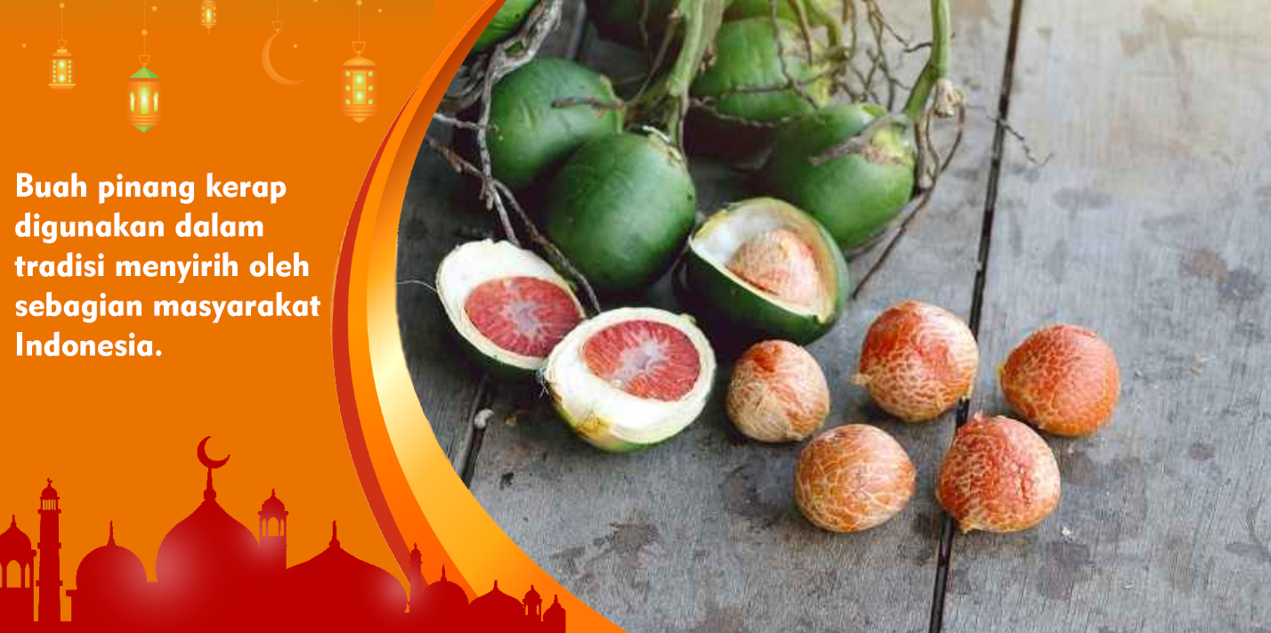 Kenali Manfaat dan Efek Samping Buah Pinang Bagi Kesehatan